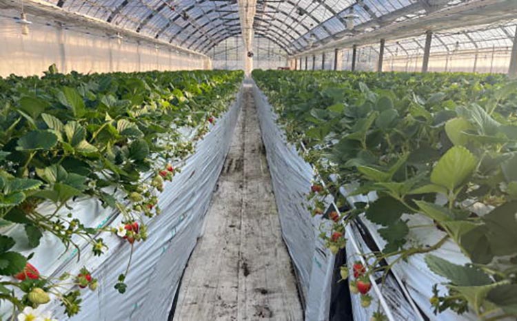 【4月発送】和歌山県産ブランドいちご「まりひめ」約300g×2パック入り ※北海道・沖縄・離島への配送不可 ※2026年4月上旬～4月下旬頃に順次発送予定