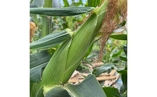 FK7-0231_ 【先行予約】嘉島町産ドルチェドリーム4kg ※令和8年4月中旬より発送開始 野菜 とうもろこし トウモロコシ 甘い ジューシー ドルチェドリーム 嘉島町