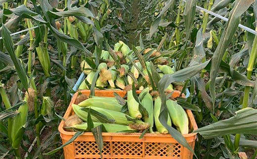 FK7-0231_ 【先行予約】嘉島町産ドルチェドリーム4kg ※令和8年4月中旬より発送開始 野菜 とうもろこし トウモロコシ 甘い ジューシー ドルチェドリーム 嘉島町