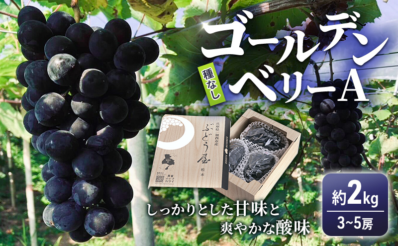 ぶどう10枚 ゴールデンベリーA 約2kg 3～5房 【2025年産 予約受付】 ぶどう