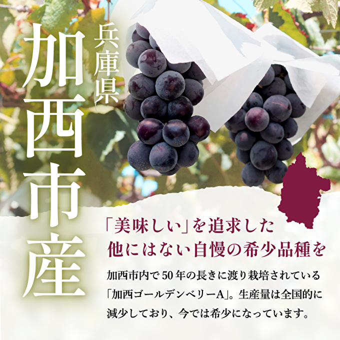 ぶどう10枚 クラフト 葡萄傘 300角 2500枚 | 播種・育苗資材 通販