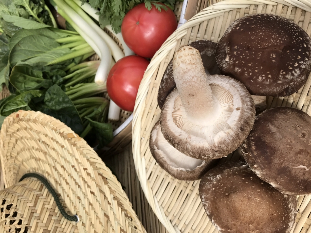 【10ヵ月定期便】【栽培期間中無農薬＆減農薬】季節の野菜ハーフセット（6～7品）【自然 健康 農薬 なし 減農薬 美味しい 安全 やさい 10回 鹿嶋市】（KBE-112）