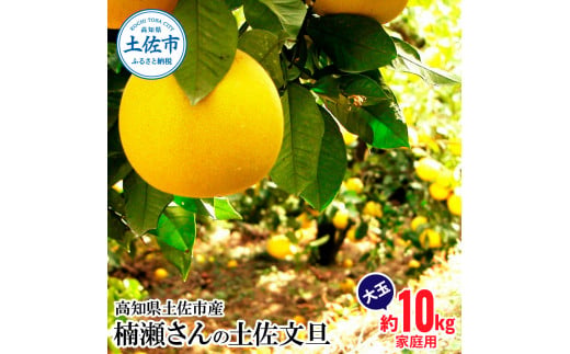 【高知県土佐市】【先行予約】楠瀬さんの土佐文旦 家庭用大玉 約10kg 約10キロ 4L〜2L ぶんたん ブンタン フルーツ 柑橘 みかん 果物 くだもの 柑橘類 デザート おやつ さっぱり おいしい 甘い お取り寄せ 国産