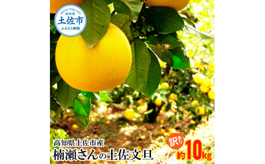【高知県土佐市】【先行予約】楠瀬さんの土佐文旦 訳あり 約10kg 約10キロ 4L〜L ぶんたん ブンタン フルーツ 柑橘 みかん 果物 くだもの 柑橘類 デザート おやつ 甘い わけあり ご自宅用 ご家庭用 お取り寄せ 国産