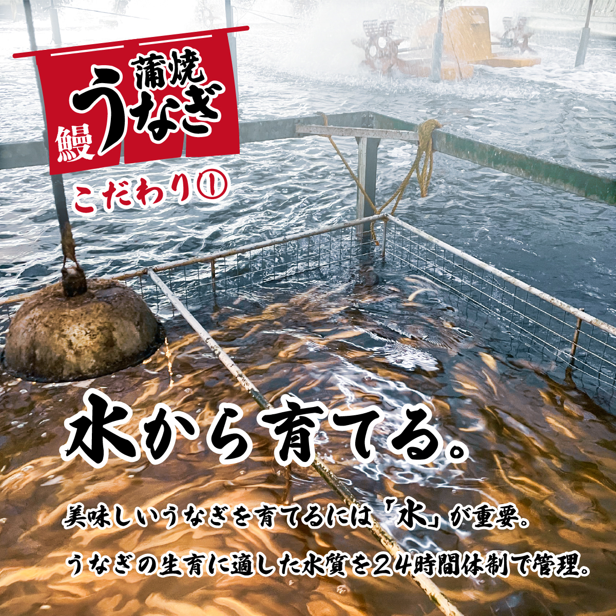 茨城県八千代町のふるさと納税 【 訳アリ 】【レビューキャンペーン】【数量限定増量中】国産うなぎ 蒲焼き 3尾 セット ( 400g ) 大きさ の不揃い 山椒付き ウナギ 鰻 ふぞろい 不揃い うな重 ひつまぶし 人気 茨城 八千代町 ふるさと納税 冷凍 [SF142ya]