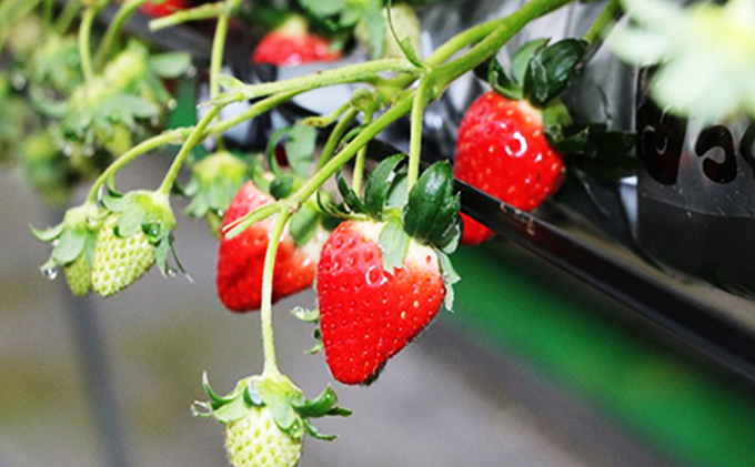 【 小豆島 】【2月からの発送】小豆島のいちご（女峰）400g 化粧箱入り×2箱 果物類 苺 イチゴ 