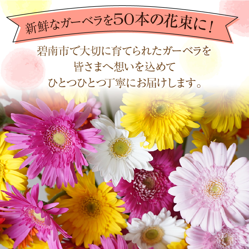 ラッピング付】生花 ピンクガーベラ の花束 50本 日付指定可能