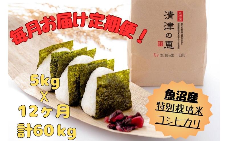 【通年受付】令和7年産魚沼産特別栽培米コシヒカリ［清津の恵］精米5kg　全12回 十日町市 十日町 米