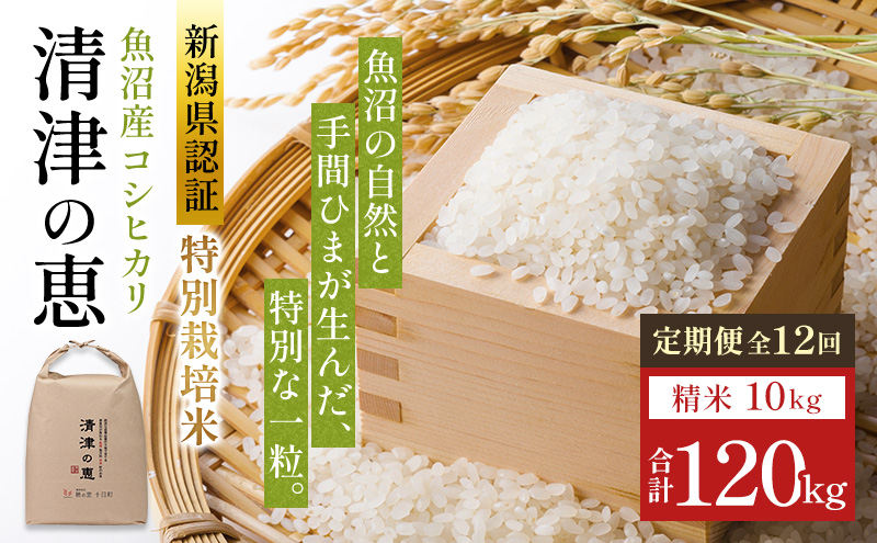 �y�V�����\�����s�z������ ����� 12���� �R�V�q�J�� ���Â̌b 10kg �� ���� ���� �����Y�R�V�q�J�� �V���� �V�� �\�����s ��� 12��