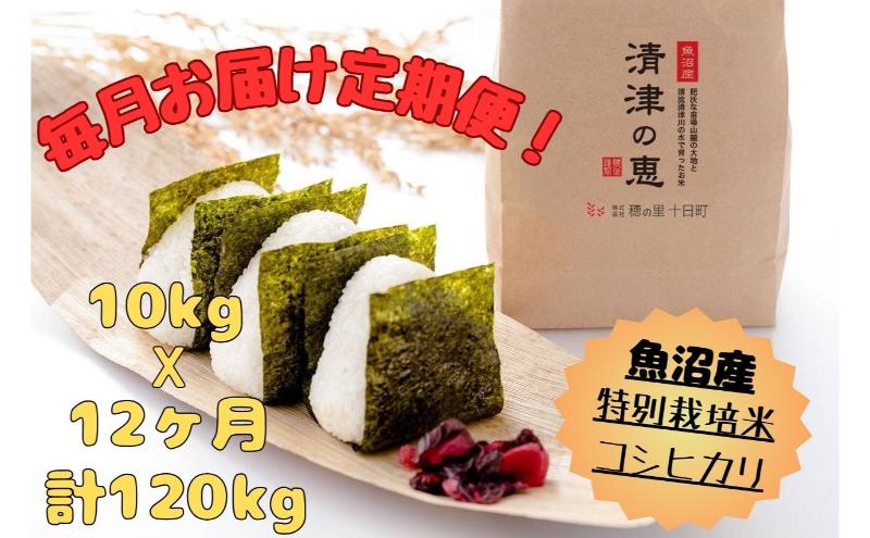 【通年受付】令和7年産魚沼産特別栽培米コシヒカリ［清津の恵］精米10kg（5kgx２袋）全12回 十日町市 十日町 米
