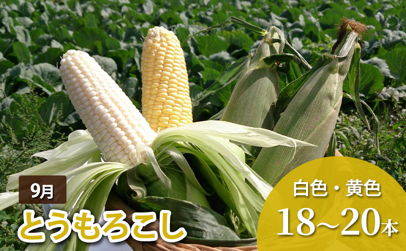 北海道幕別町のふるさと納税 十勝幕別 北の畑のオーナーさん 人気の旬野菜 年3回定期便［2026年5月出荷開始］北海道ホープランド農場 【 アスパラ とうもろこし コーン じゃがいも ジャガイモ 玉ねぎ 野菜 定期便 】