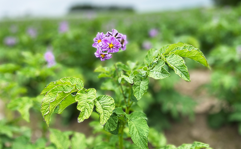 先行予約/2026年秋発送 北海道 十勝 幕別産 じゃがいも インカのめざめ 約5kg【横山農園】  野菜 根菜 フライドポテト ポテトチップス 変色しにくい 煮崩れしにくい 黄金色 北海道のジャガイモ 