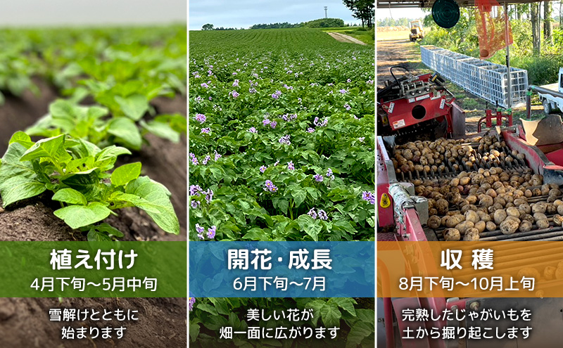 先行予約/2026年秋発送 北海道 十勝 幕別産 じゃがいも インカのめざめ 約5kg【横山農園】  野菜 根菜 フライドポテト ポテトチップス 変色しにくい 煮崩れしにくい 黄金色 北海道のジャガイモ 