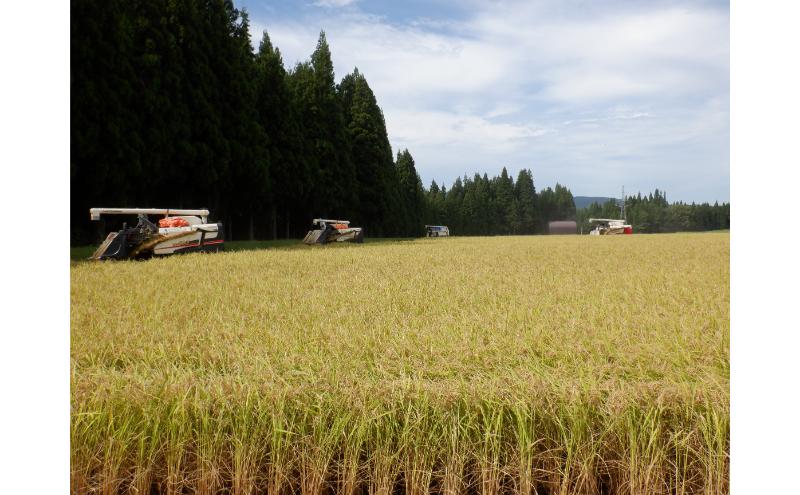 【通年受付】令和7年産魚沼産新之助　精米5kg　全12回 十日町市 十日町 米