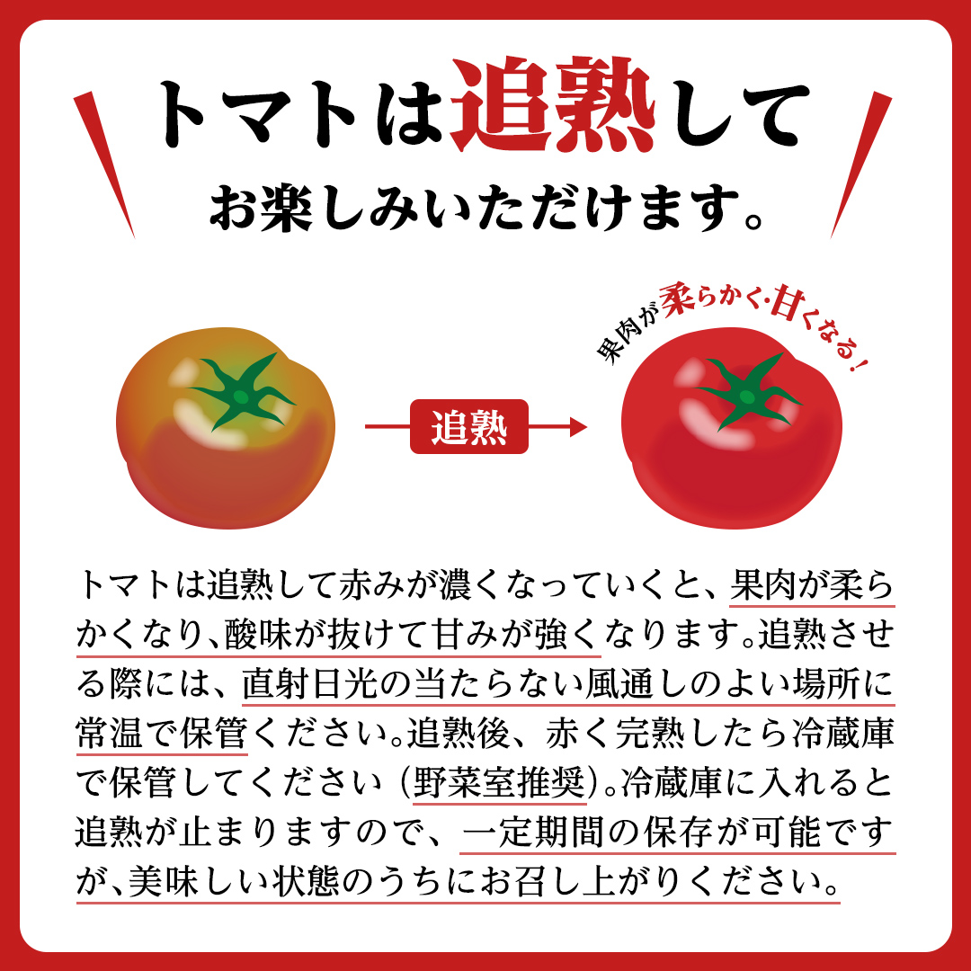 茨城県筑西市のふるさと納税 スーパーフルーツトマト 中箱 約1.2kg × 1箱 【 大玉 12～15玉/1箱】 糖度9度 以上 トマト とまと フルーツトマト  フルーツ 野菜 やさい 高糖度 [AF001ci]