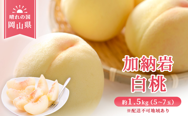 [ 2026年 先行予約 ] 桃 岡山県産 加納岩 白桃 約1.5kg (5〜7玉) [2026年6月下旬-7月上旬頃出荷]岡山 はくとう スイーツ フルーツ 果物 先行予約 数量限定 期間限定 岡山 里庄町 モモ もも 桃
