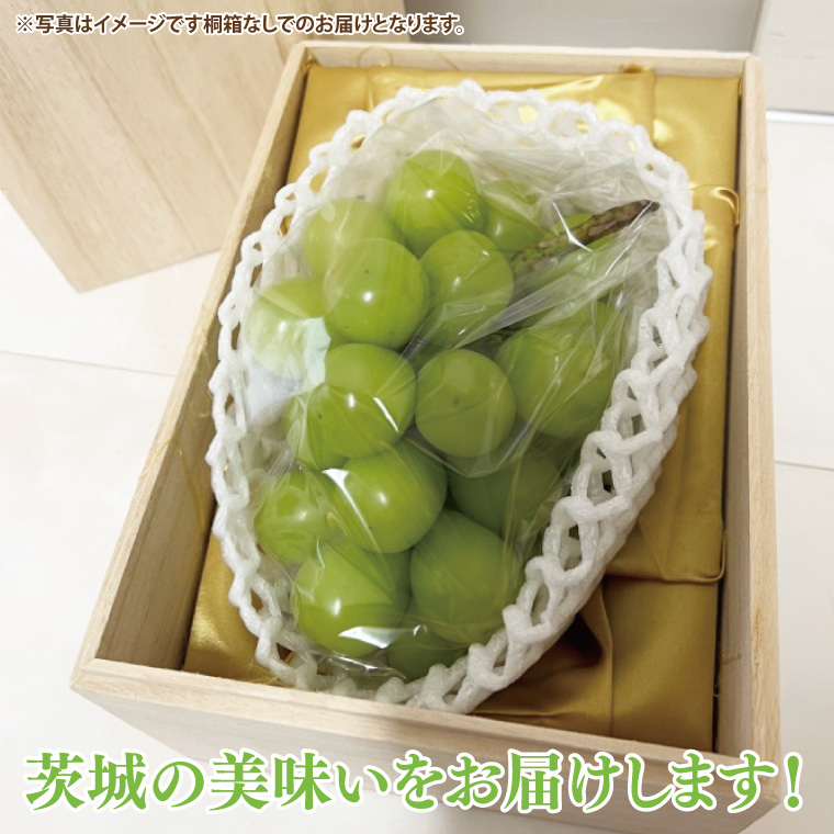 【先行予約】シャインマスカット 1房（茨城県共通返礼品：かすみがうら市産）　※2025年8月初旬～2026年1月下旬頃に順次発送予定（CD022）