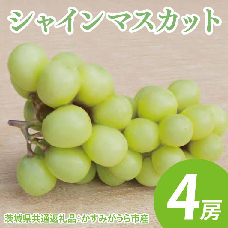 【先行予約】シャインマスカット 4房シャインマスカット 4房（茨城県共通返礼品：かすみがうら市産）　※2025年8月初旬～2026年1月下旬頃に順次発送予定（CD024）