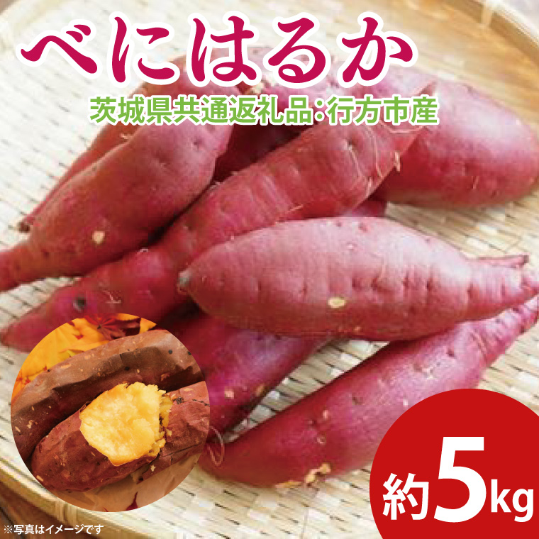 【先行予約】べにはるか 約5kg（茨城県共通返礼品：行方市産）※2025年10月上旬～2026年3月下旬頃に順次発送予定（CD085）