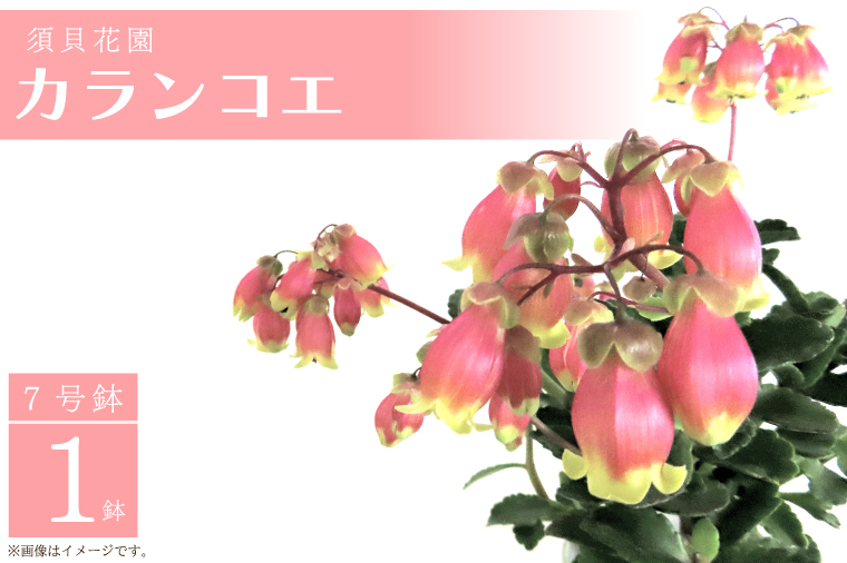 茨城県行方市のふるさと納税 【2026年2月より順次発送】須貝花園 カランコエ 1鉢(7号鉢)｜カランコエ 花 季節の花 須貝花園 先行予約 茨城県 行方市(C-3)