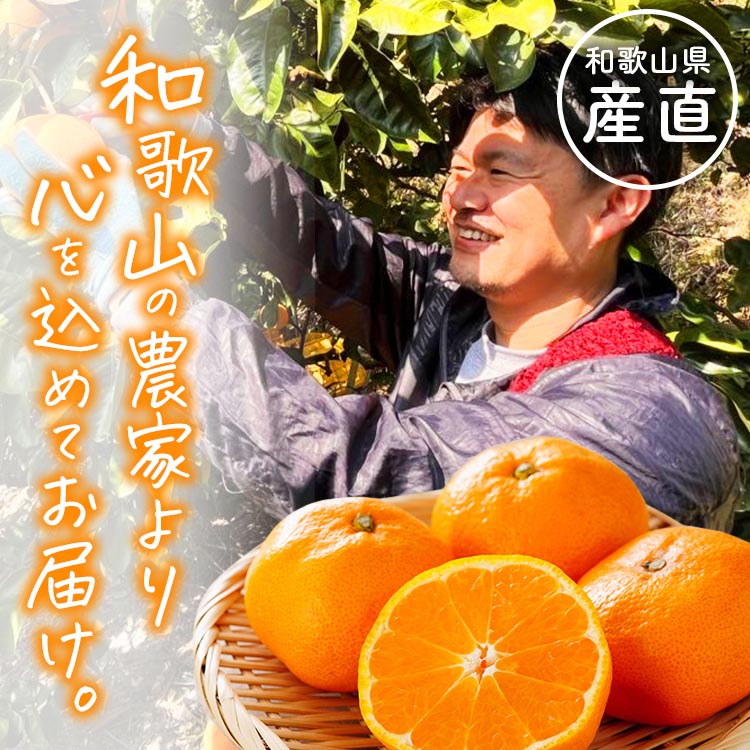 【定期便】〈3・5・9・11月 全4回〉わかやま旬のカンキツ【S】（春の柑橘 ・初夏の柑橘・青切りみかん・完熟みかん）◆ ｜フルーツ ふるーつ 果物 くだもの 詰め合わせ 果物定期便 オレンジ みかん 国産 産地直送 美浜町 ※北海道・沖縄・離島への配送不可