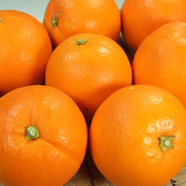 ネーブルオレンジ［約7kg］和歌山県有田産 春みかん【果実サイズおまかせ】 ｜ 和歌山県産 柑橘 フルーツ 紀伊国屋文左衛門本舗