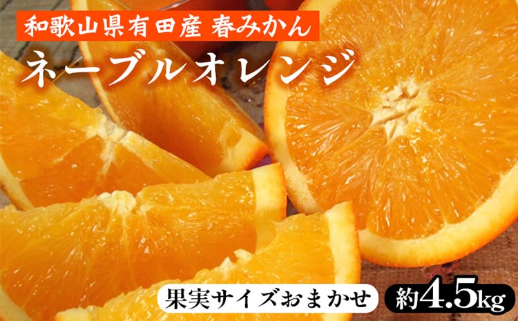 ネーブルオレンジ［約4.5kg］和歌山県有田産 春みかん【果実サイズおまかせ】 ｜ 和歌山県産 柑橘 フルーツ 紀伊国屋文左衛門本舗
