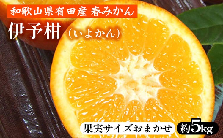 伊予柑（いよかん）［約5kg］和歌山県有田産 春みかん【果実サイズおまかせ】 ｜ 和歌山県産 柑橘 フルーツ 紀伊国屋文左衛門本舗