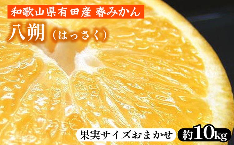 八朔（はっさく）［約10kg］和歌山県有田産 春みかん【果実サイズおまかせ】 ｜ 和歌山県産 柑橘 フルーツ 紀伊国屋文左衛門本舗