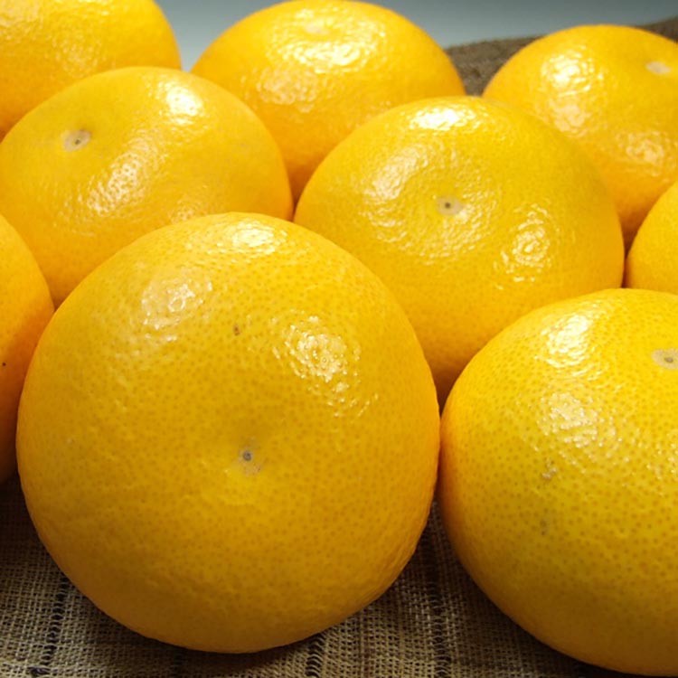 八朔（はっさく）［約10kg］和歌山県有田産 春みかん【果実サイズおまかせ】 ｜ 和歌山県産 柑橘 フルーツ 紀伊国屋文左衛門本舗