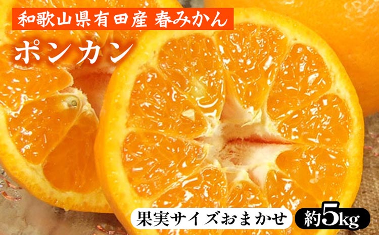 ポンカン［約5kg］和歌山県 有田産 春みかん 春柑橘【果実サイズおまかせ】 ｜ 和歌山県産 柑橘 フルーツ 紀伊国屋文左衛門本舗