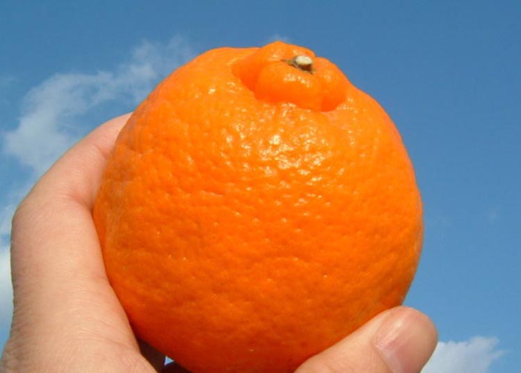 ポンカン［約5kg］和歌山県 有田産 春みかん 春柑橘【果実サイズおまかせ】 ｜ 和歌山県産 柑橘 フルーツ 紀伊国屋文左衛門本舗