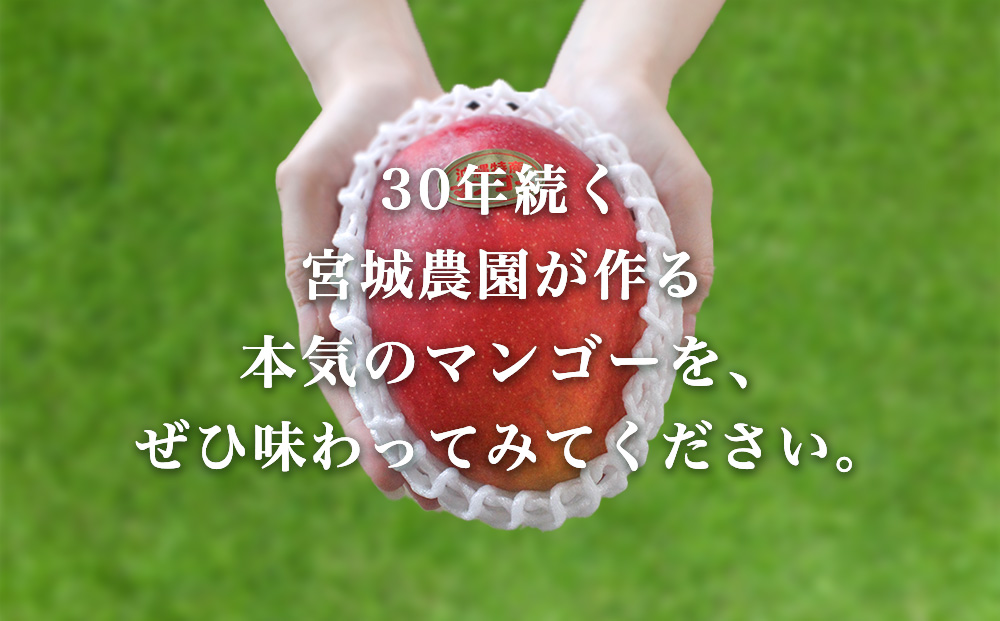 宮城農園の完熟マンゴー　約2kg（4～5玉）【 先行予約 2026年発送 】