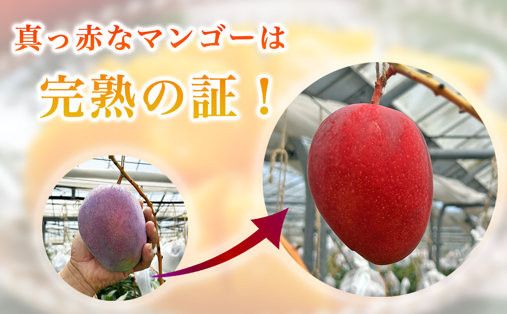 宮城農園の完熟マンゴー　約2kg（4～5玉）【 先行予約 2026年発送 】
