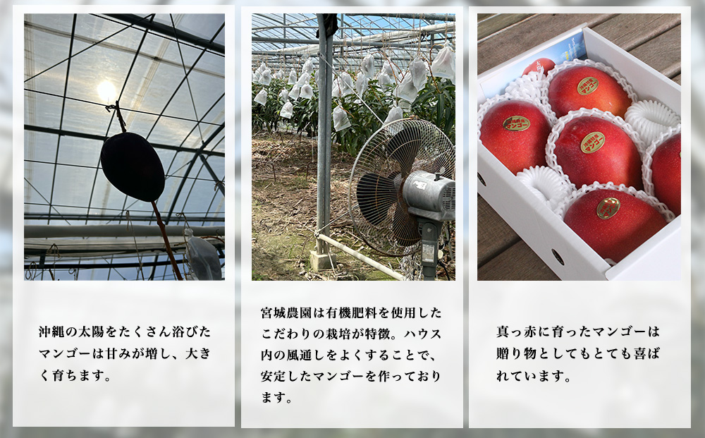 宮城農園の完熟マンゴー　約2kg（4～5玉）【 先行予約 2026年発送 】