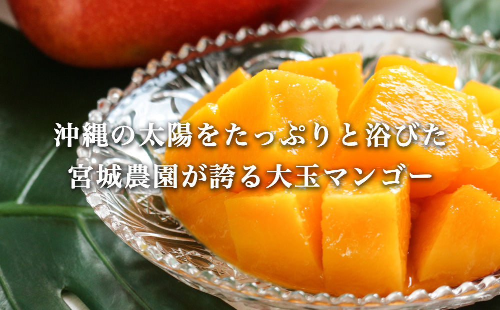 宮城農園の完熟マンゴー　約1kg（1～2玉）【 先行予約 2026年発送 】