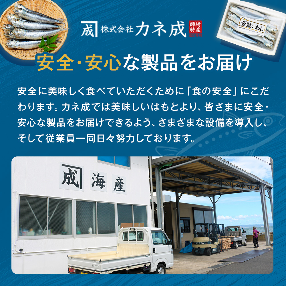 いわし 丸干し 24尾 ( 8尾 × 3 パック ) 干物 冷凍 小分け 愛知県 南知多町 ご飯 ごはん おかず おつまみ 魚 さかな 鰯 金鯱 イワシ 栄養 料理 国産 カネ成 人気 おすすめ