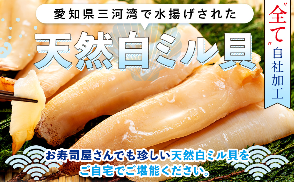 岬だより ＜貝専門店＞ 天然 白ミル貝 100g × 3袋 冷凍 新鮮 海鮮 鮮度 風味 魚介 貝 海の幸 お刺身 寿司 バター焼き ご飯 甘み おつまみ 酒 おすすめ 人気 愛知県 南知多町 三河湾 【離島不可】
