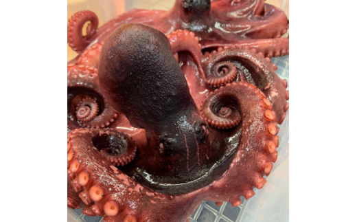 たこ 600g 3～6本 茹で 無添加 蛸 タコ 酒 つまみ たこ焼き タコパ 料理 おかず 茹で蛸 CAS冷凍 自家製 篠島産 愛知県 南知多町