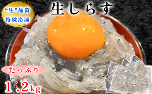 【愛知県南知多町】生しらす(お刺身) 1.2kg(100g×12個) 岬だより