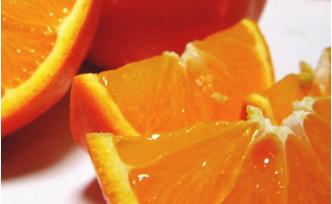 【先行予約】【春の美味】【農家直送】爽快カンキツ　セミノールオレンジ（ご家庭用）1.5kg ｜ 柑橘 フルーツ 果物 くだもの 食品 人気 おすすめ 選べる 国産 美浜町