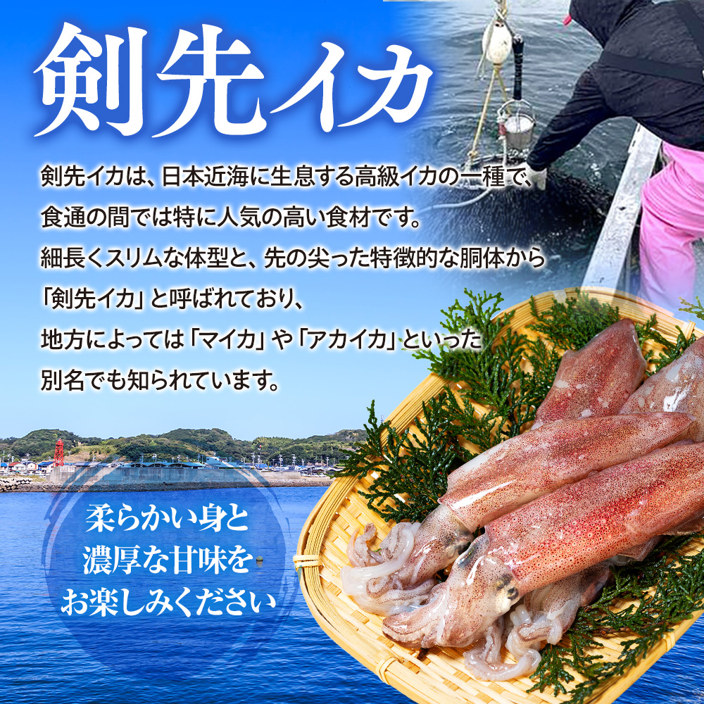 愛知県産　剣先イカ(アカイカ)3袋