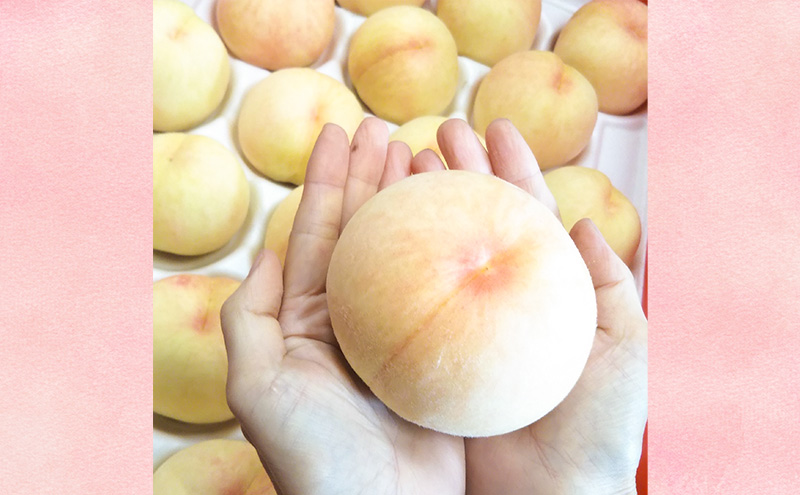 【桃 2026年 先行予約】ご家庭用 白桃 約2kg（5～10玉） もも モモ 岡山県 国産 フルーツ 果物