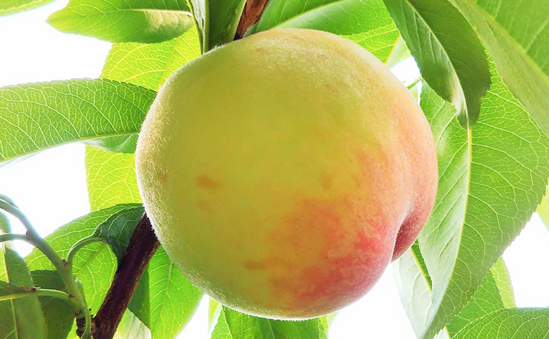 【桃 2026年 先行予約】ご家庭用 白桃 約2kg（5～10玉） もも モモ 岡山県 国産 フルーツ 果物