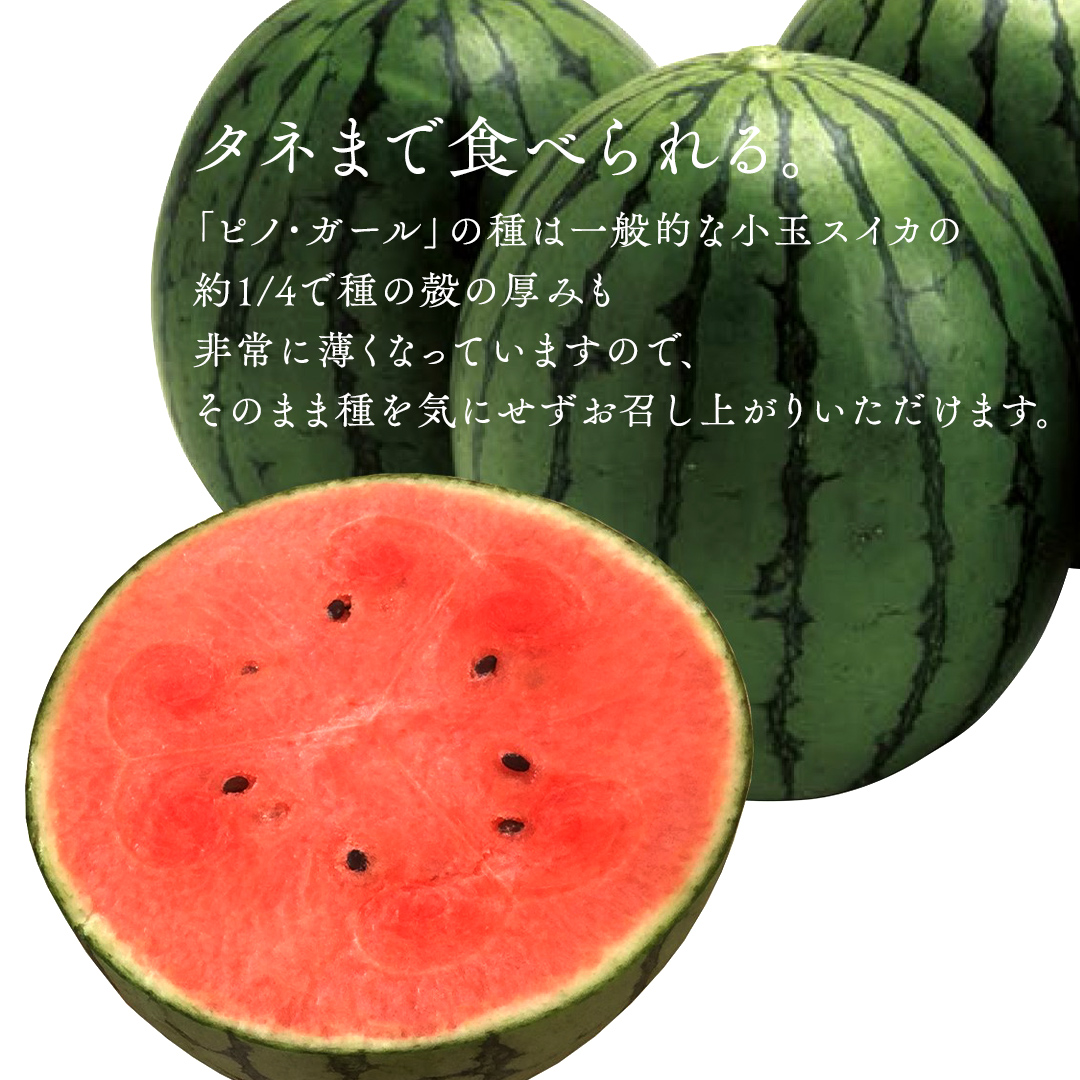 JA北つくば 】 極シャリ食感 ！ こだますいか 「 ピノ・ガール 」 2玉