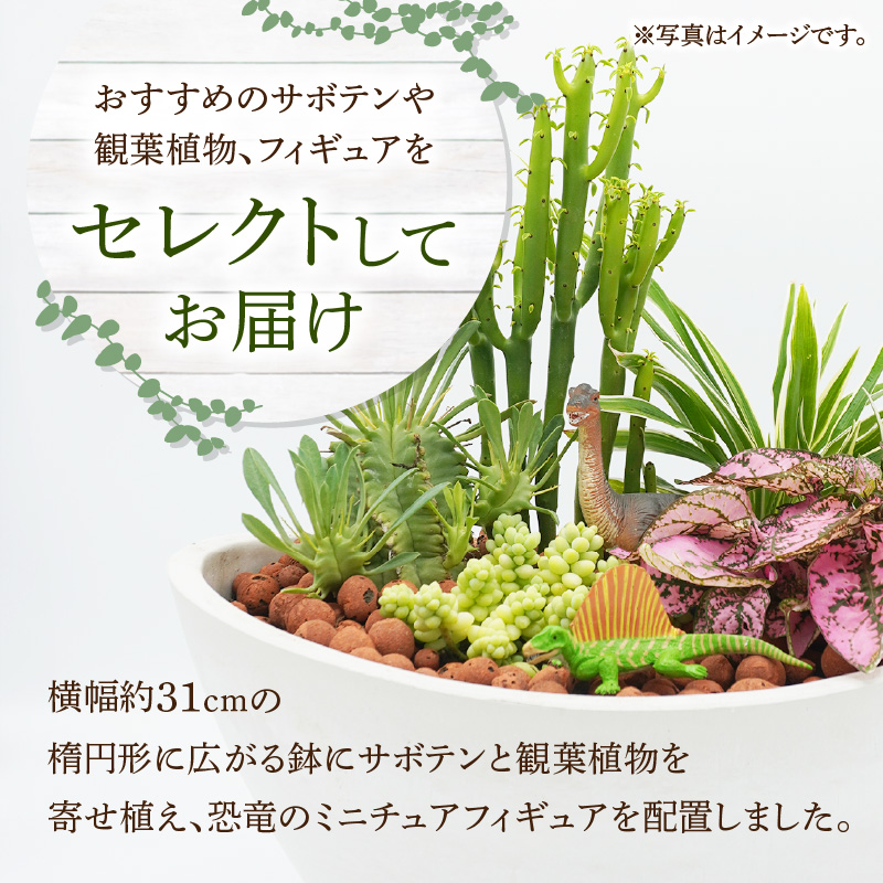 サボテンと観葉植物のオリジナル寄せ植え【恐竜セット】［133O05