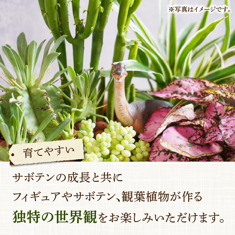 第一章フィギュアセット　TNOK＋DB＋観葉植物くん 第一章フィギュアセット TNOK＋DB＋観葉植物くん - メルカリ