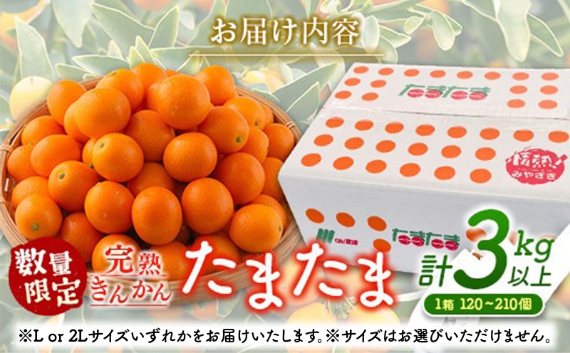 宮崎県日南市のふるさと納税 先行予約 完熟きんかん たまたま 計3kg以上 (3kg×1箱) 希少 期間限定 数量限定 フルーツ 果物 くだもの 柑橘 金柑 国産 食品 大粒 宮崎ブランド おすすめ デザート おやつ ギフト 贈り物 贈答 お返し お祝い おすそ分け 産地直送 日南市 送料無料_BC58-23
