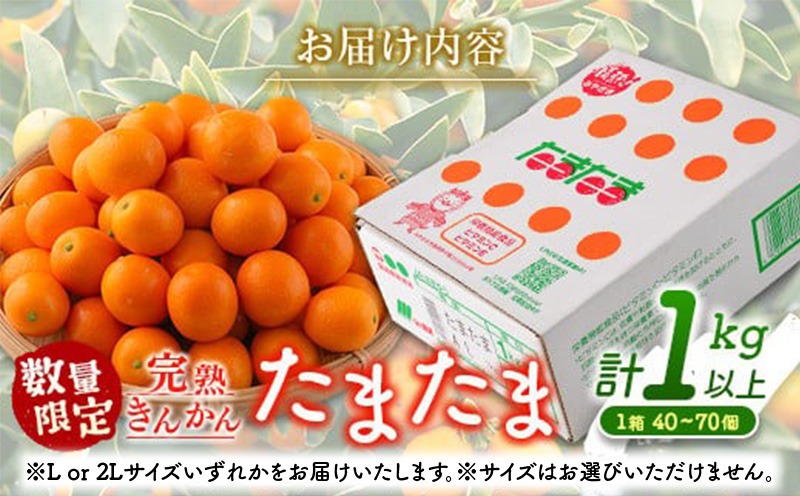 宮崎県日南市のふるさと納税 先行予約 完熟きんかん たまたま 計1kg以上 (1kg×1箱) 希少 期間限定 数量限定 フルーツ 果物 くだもの 柑橘 金柑 国産 食品 大粒 宮崎ブランド おすすめ デザート おやつ ギフト 贈り物 贈答 お返し お祝い おすそ分け 産地直送 日南市 送料無料_A91-24