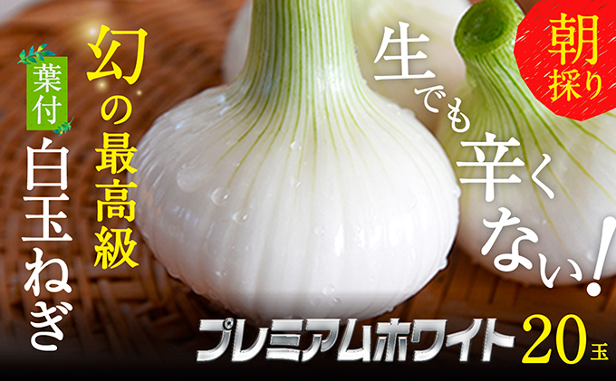 静岡県浜松市のふるさと納税 浜松篠原産【葉付新白玉ねぎ】プレミアムホワイト20玉【A級品L玉】 野菜 たまねぎ タマネギ